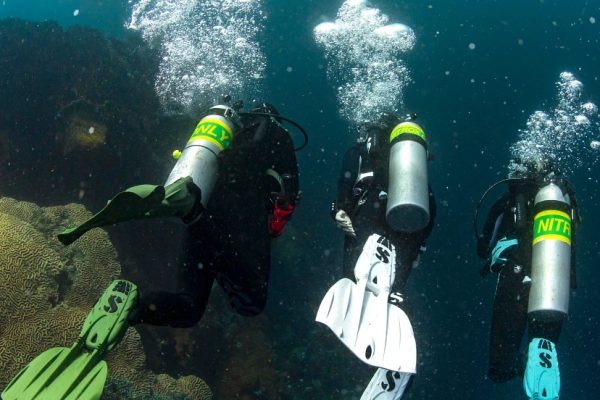 Barbatana de gorila Seawing Nova (3)